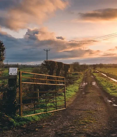 The Journey Of Indian Chillies: From Farm To Your Plate
